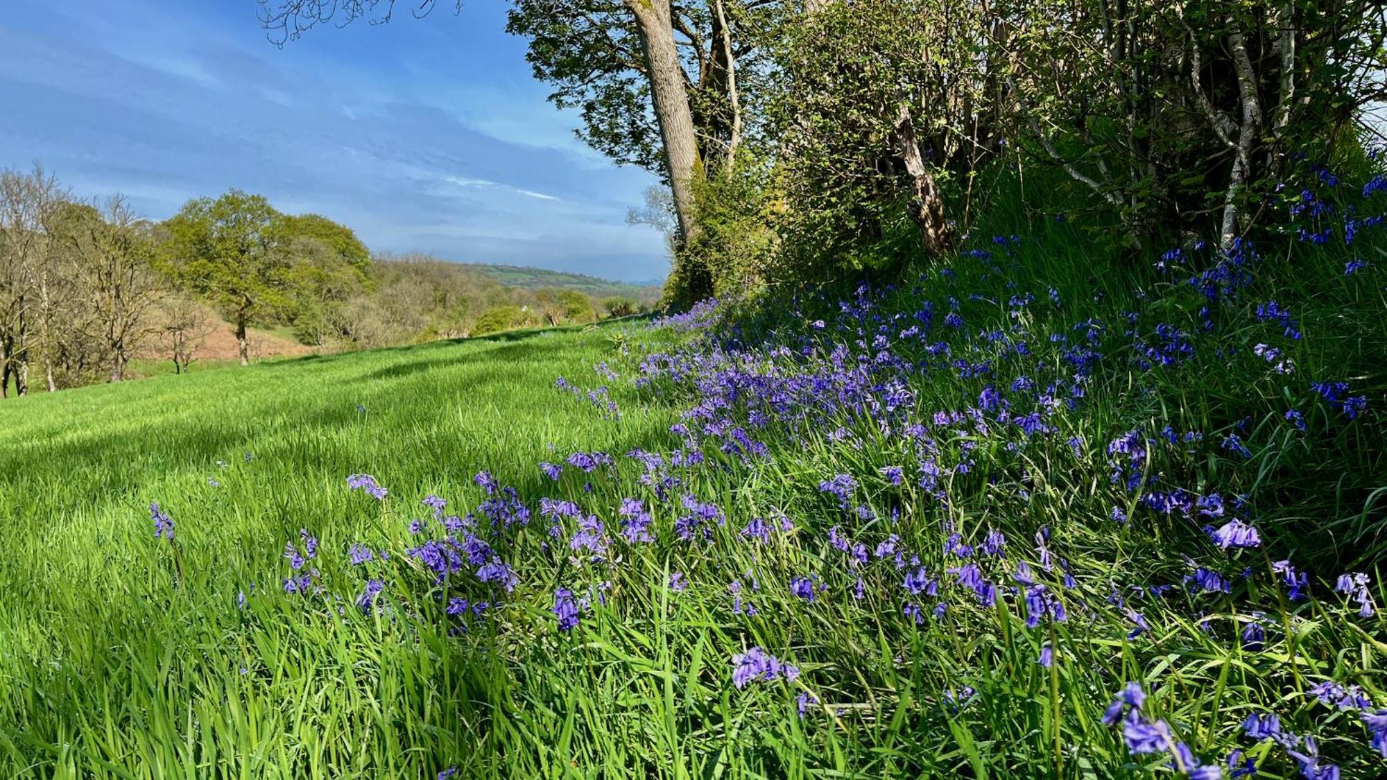 Charming Countryside Barn * Pencader (Carmarthenshire)